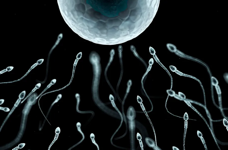 Recomiendan reducir periodos de abstinencia para proteger el ADN del esperma