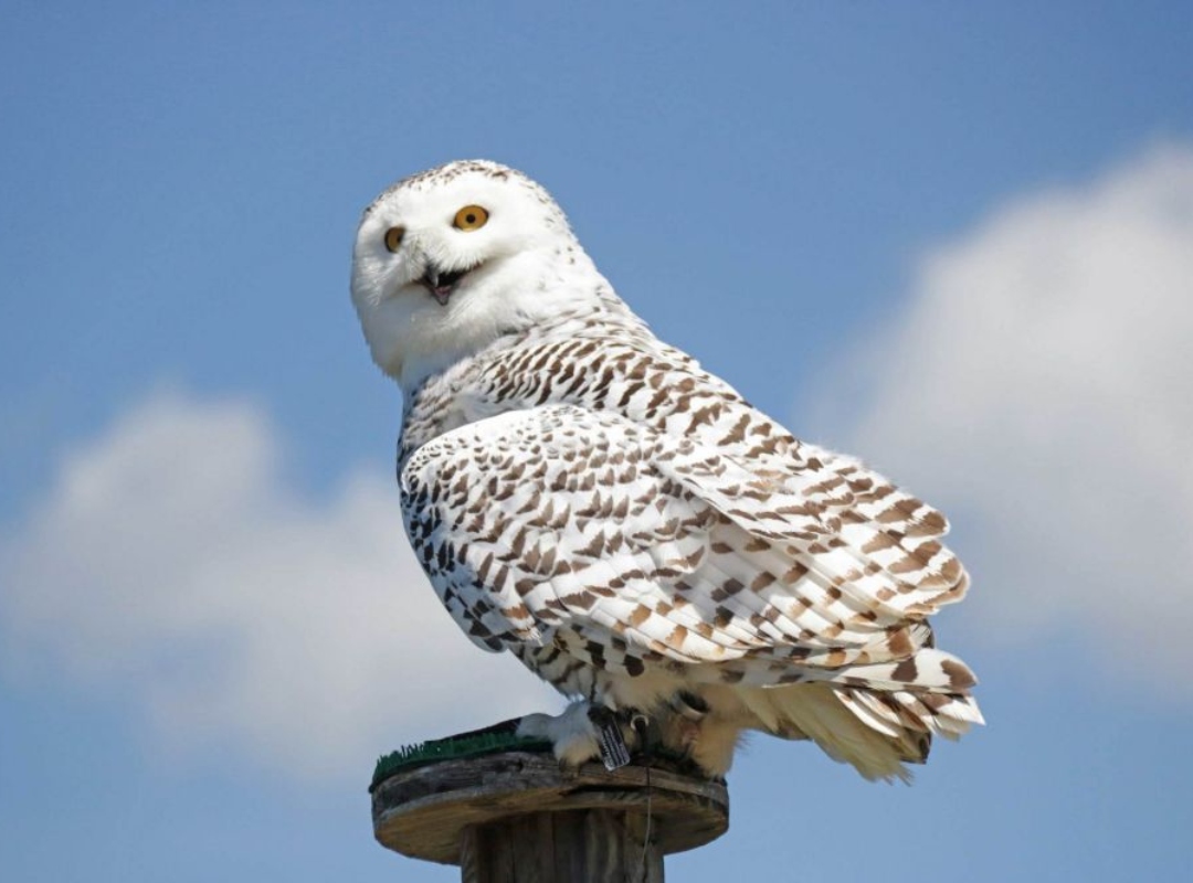 Lechuza de Harry Potter, entre las nuevas 40 especies migratorias con protección internacional