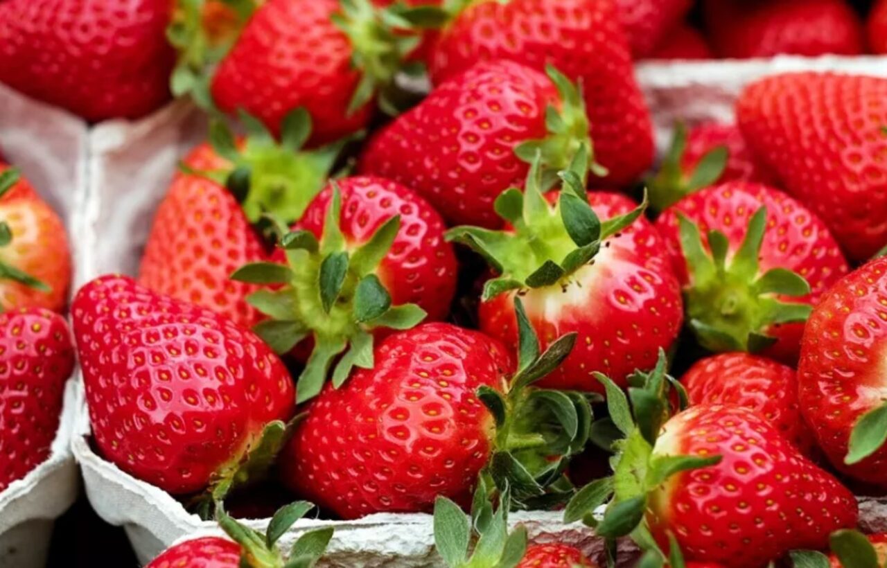 fresas