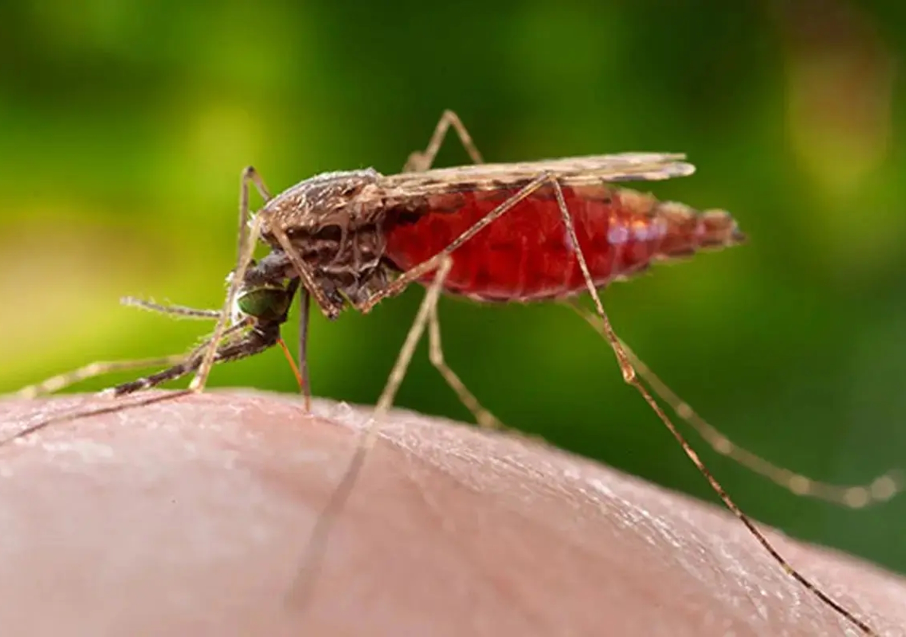 Guayana lidera contagios de malaria en Venezuela