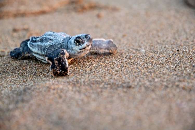 Leatherback Turtles Return to Nest on Venezuela’s Coasts