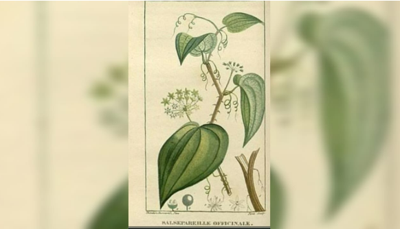 Plantas medicinales de Guarenas en el siglo XIX (I)