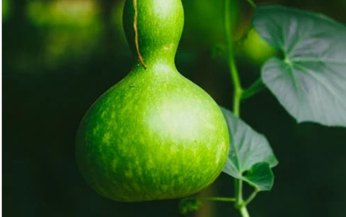 Bajo la calabacera