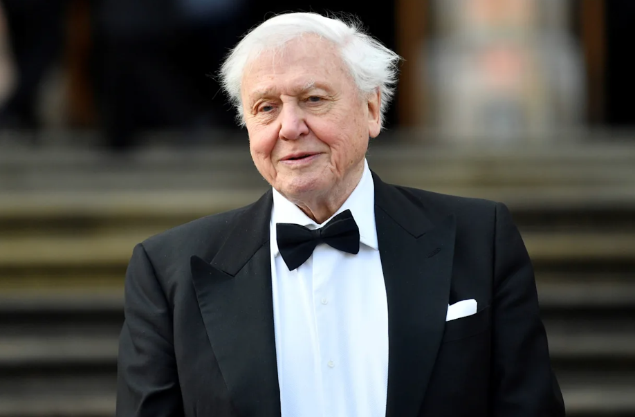David Attenborough cumple 100 años como la voz global de la naturaleza