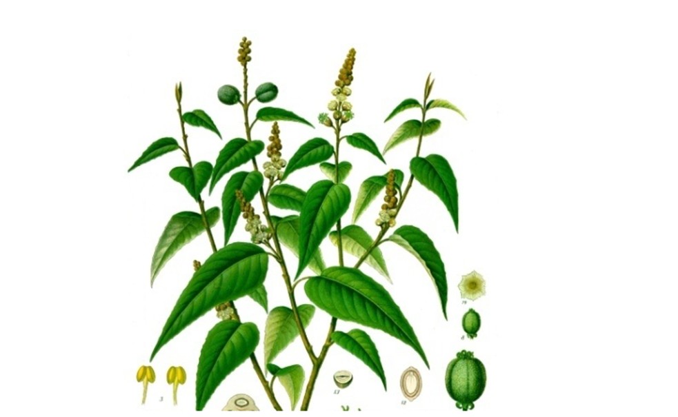 Plantas medicinales de Guarenas en el siglo XIX (ii)