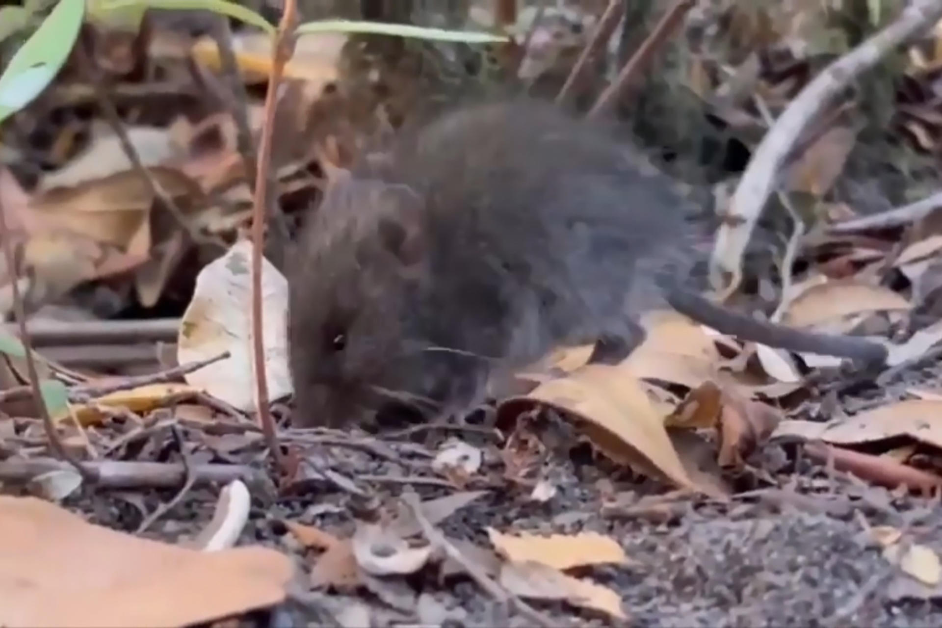 Argentina amplía a otra provincia el estudio de roedores por hantavirus