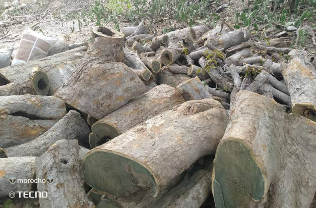 Trilogía omisiva: ecocidio continuado