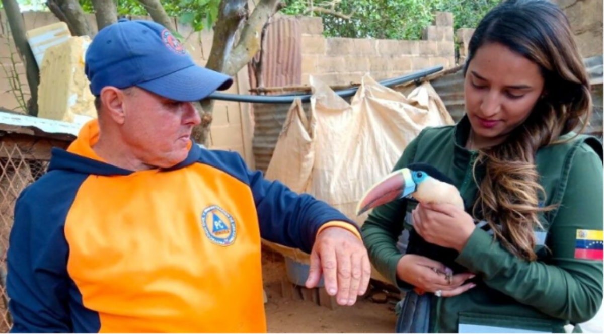 Rescatan tres aves silvestres del cautiverio y el maltrato en Anzoátegui