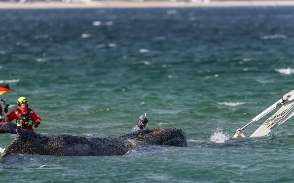 Hallaron muerta a 'Timmy': la ballena que se quedó varada en Alemania