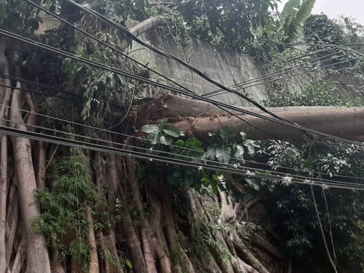Reportan árbol caído sobre cables de alta tensión en Baruta