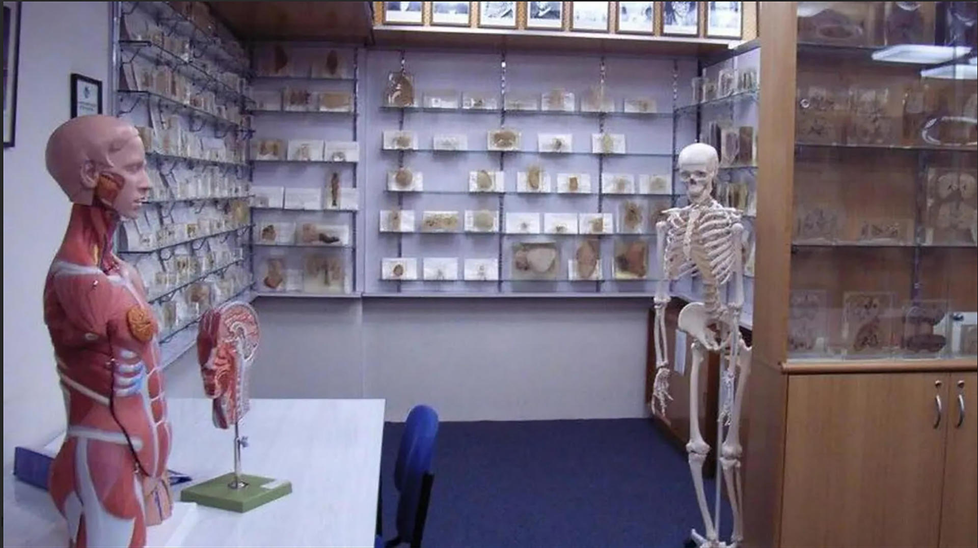 Tasmania pide perdón por el robo de restos humanos expuestos en un museo