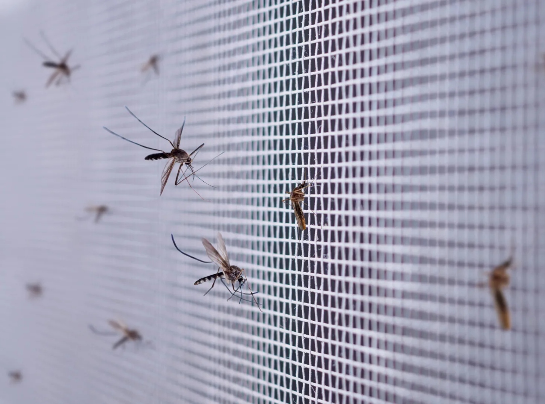 Reportan proliferación de mosquitos laguneros en Carabobo
