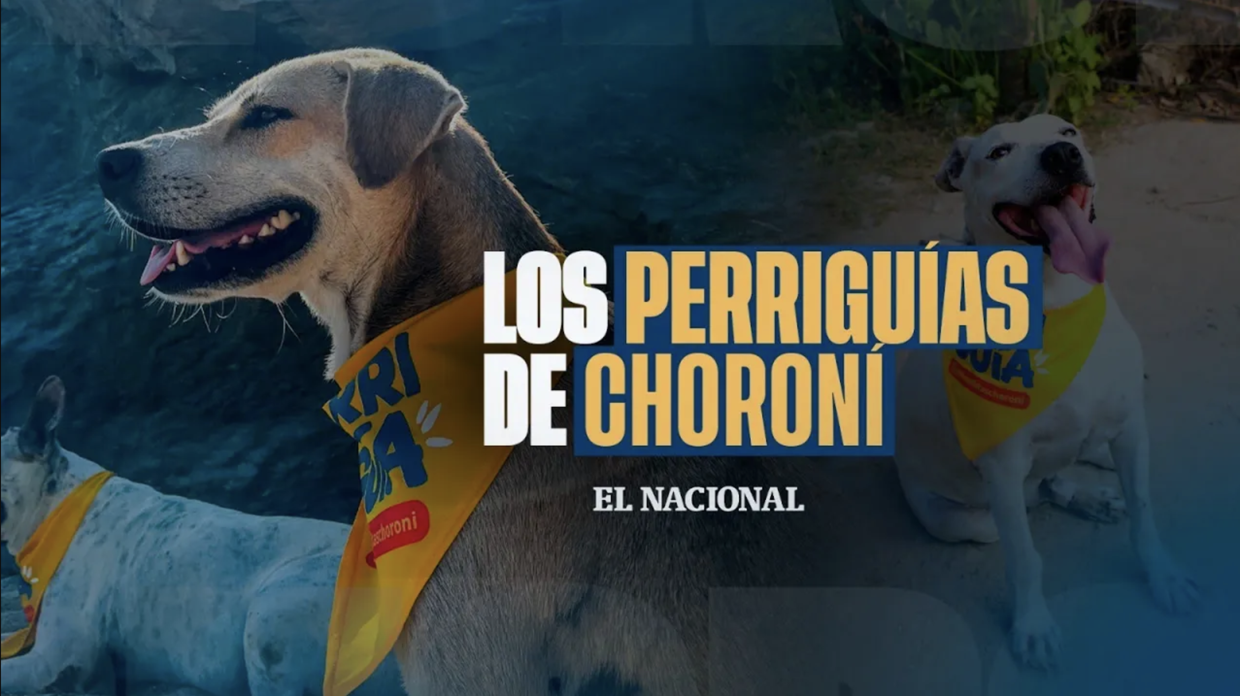 ? Los “perriguías” de Choroní: la historia detrás de los perros que enamoran a los turistas