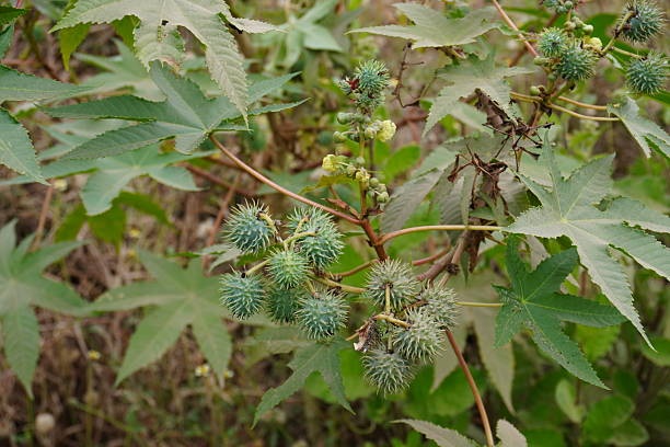 Plantas medicinales de Guarenas en el siglo XIX (iv)