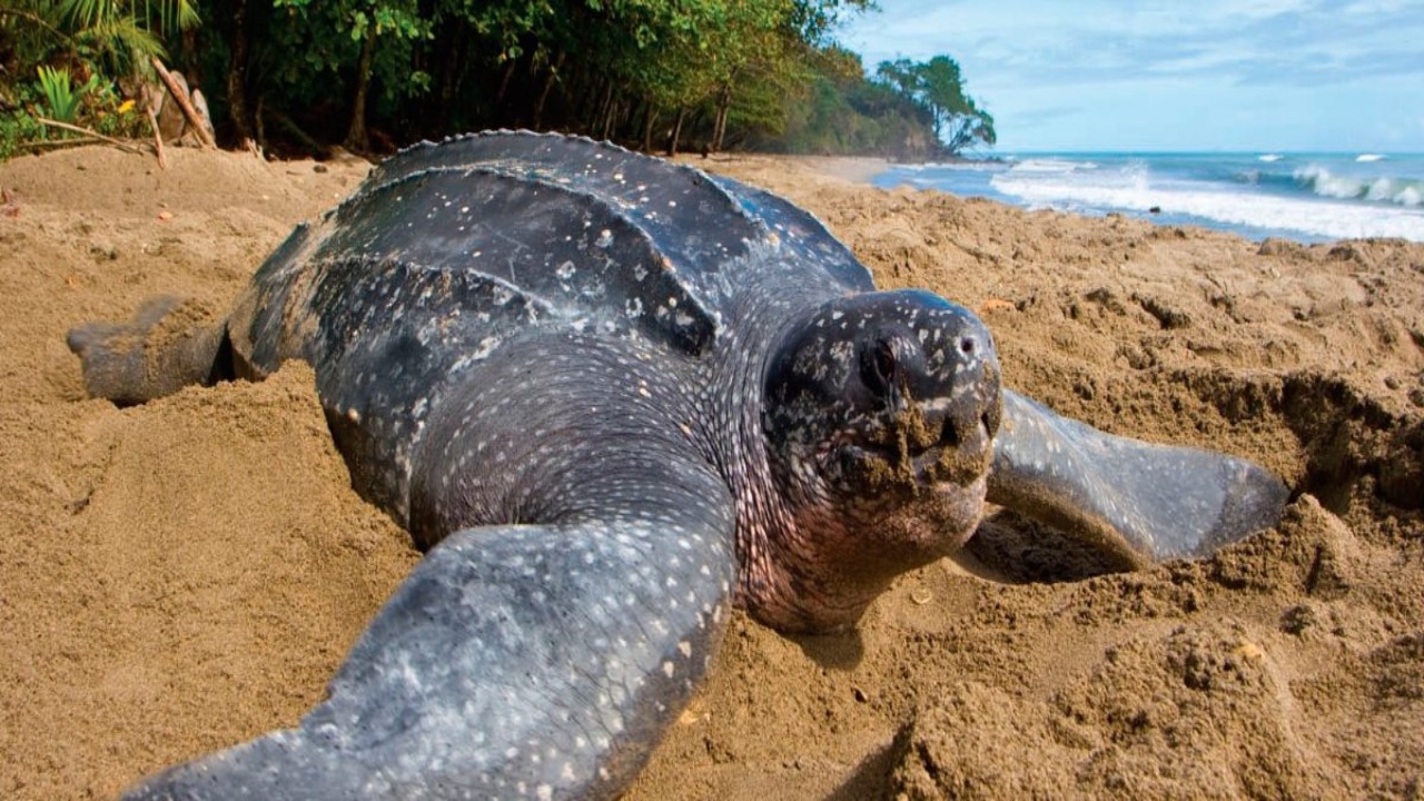 Grave delito ambiental: vulneran área de desove de tortugas en La Guaira