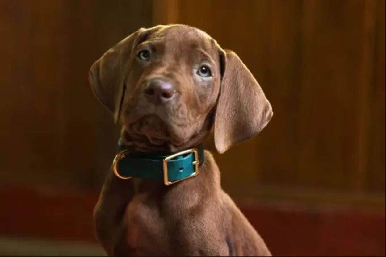 Netflix revela el primer vistazo de la nueva serie live action de Scooby-Doo