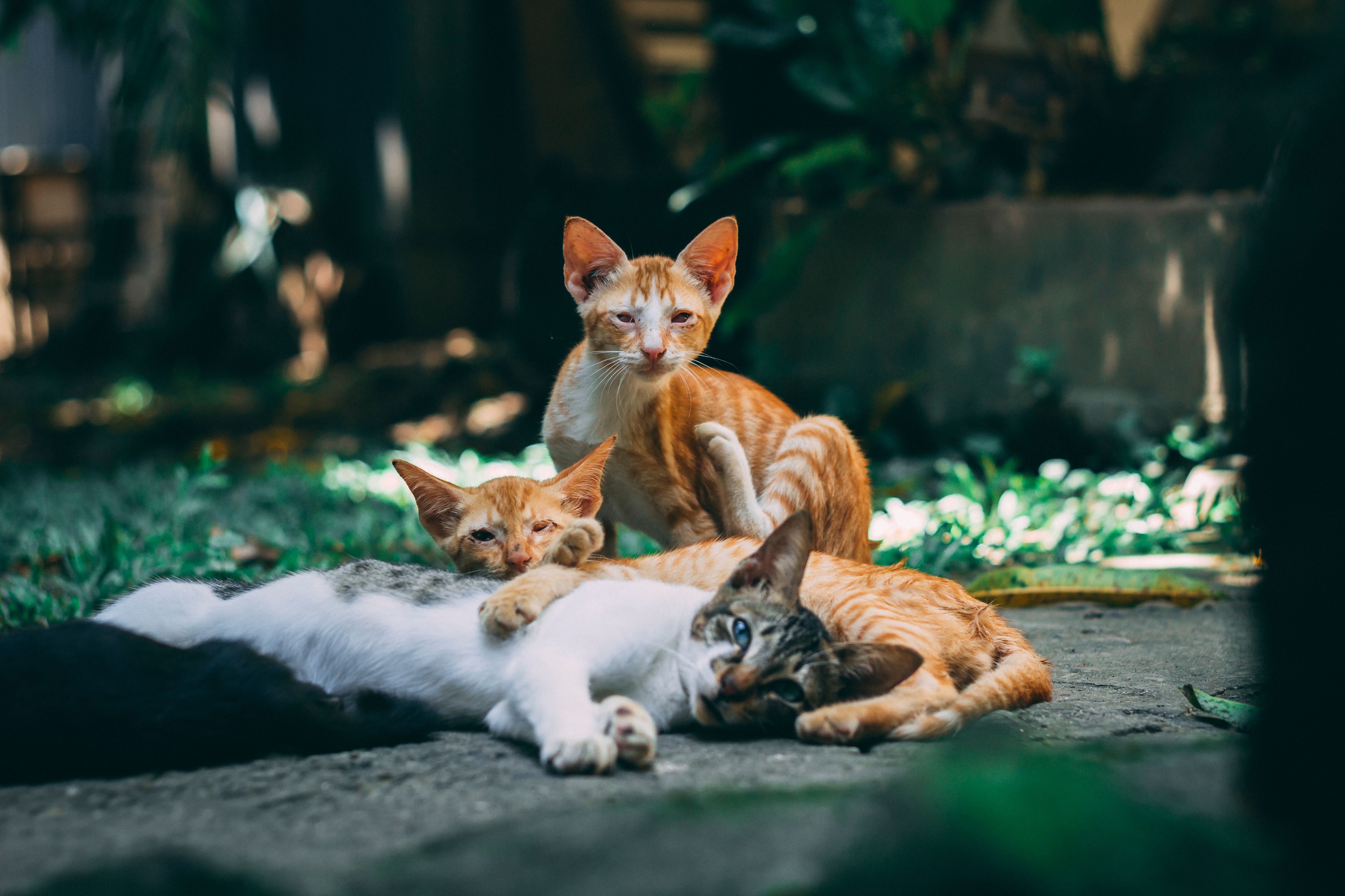 La amistad de un gato