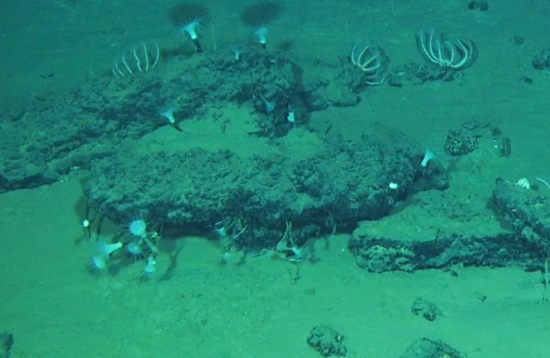 Hallan la mayor necrópolis de ballenas en el océan