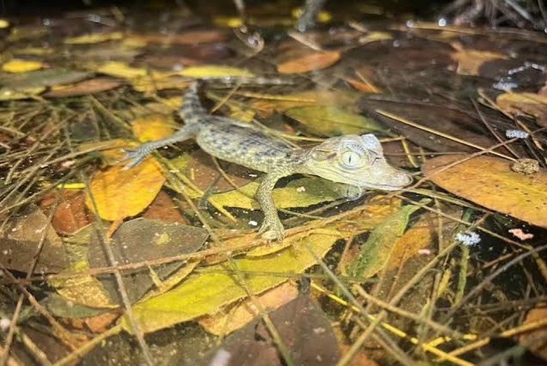 Policía española desarticuló red de tráfico ilegal de animales exóticos procedentes de Latinoamérica