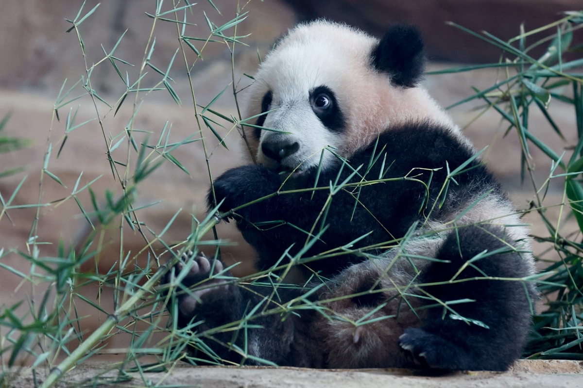Primer cachorro de panda gigante nacido en Indonesia debutó en un zoológico: así es Satrio 'Rio' Wiratama