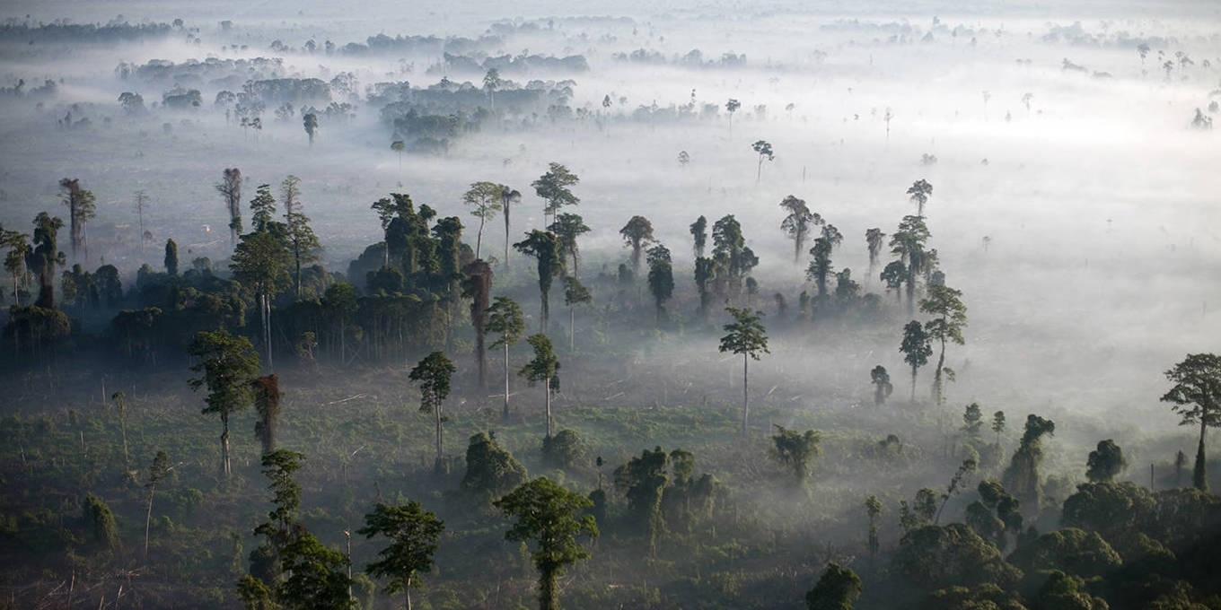 Cómo (no) conservar los bosques tropicales