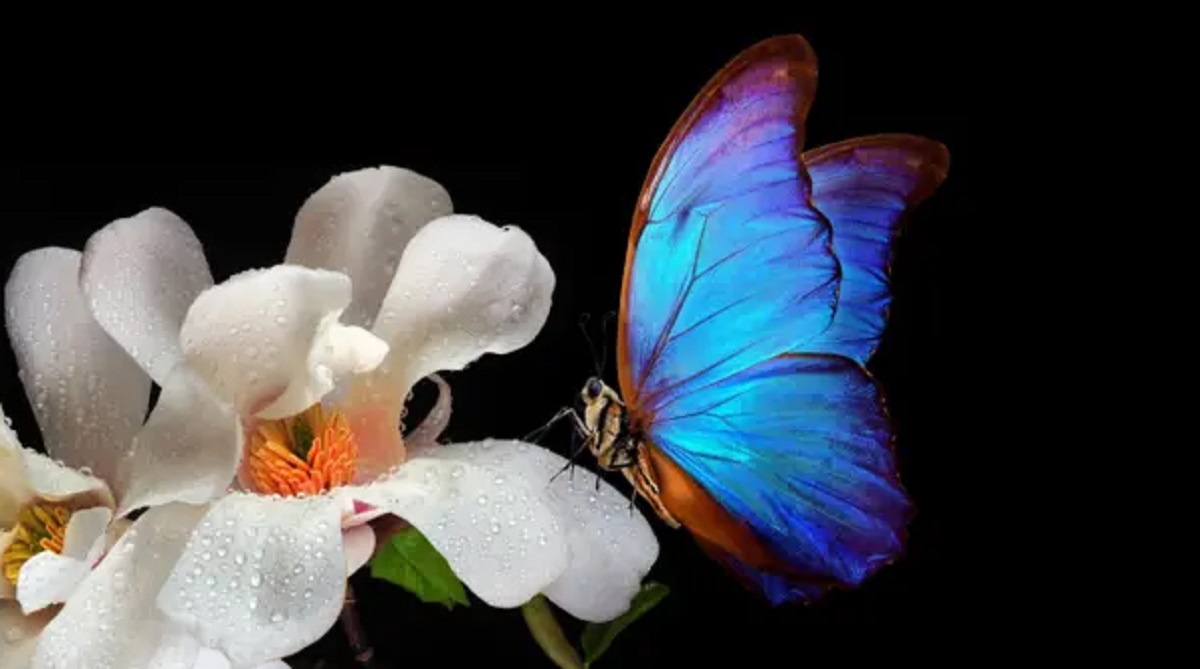 Las astutas técnicas de las flores para atraer a los insectos y que les ayuden a reproducirse