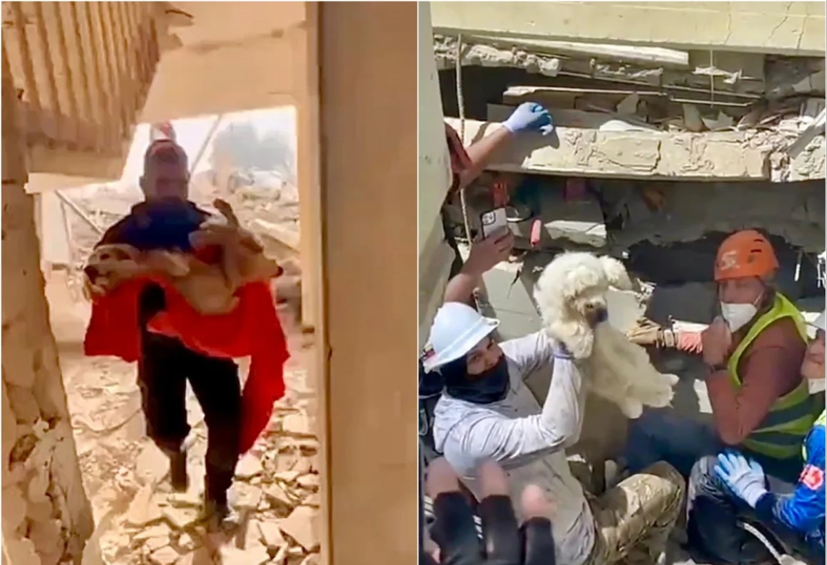 Más de 600 mascotas fueron rescatadas entre los escombros tras los terremotos, según Misión Nevado