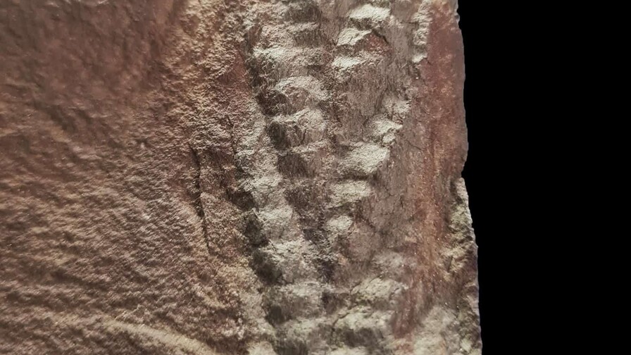 Descubren en Noruega un fósil tridimensional de Charnia con 560 millones de años