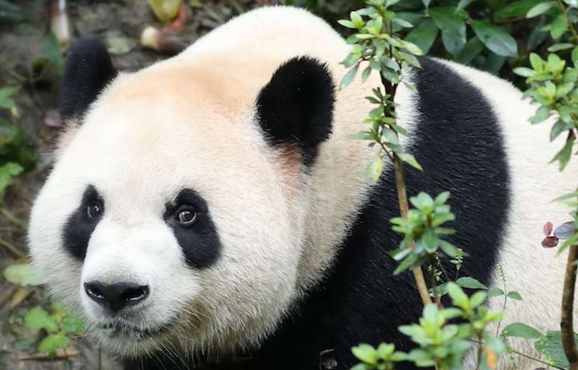 Una pareja de pandas llega al zoológico de Atlanta tras la cumbre de Trump y Xi