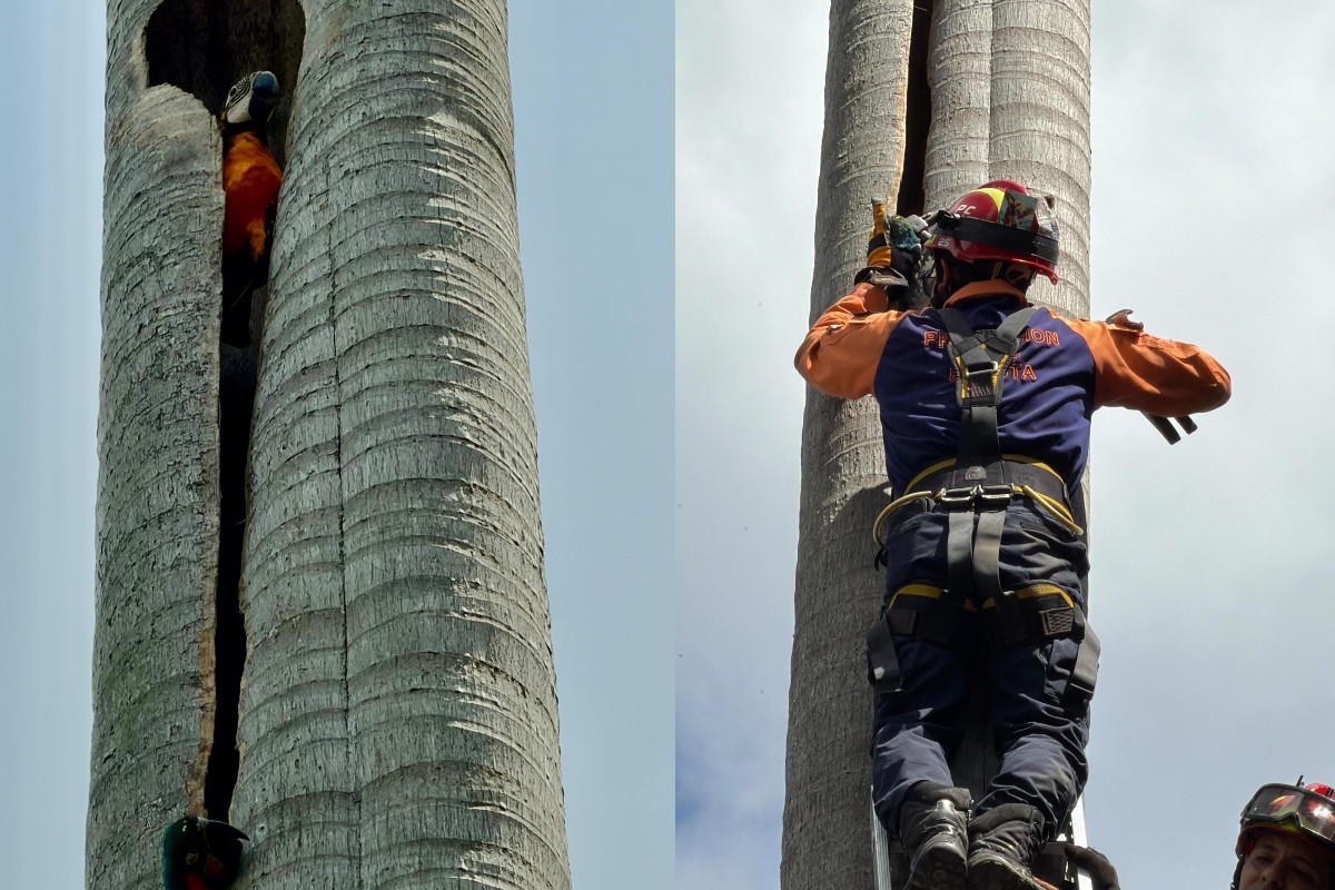 Rescatan a dos guacamayas atrapadas en un edificio en el este de Caracas